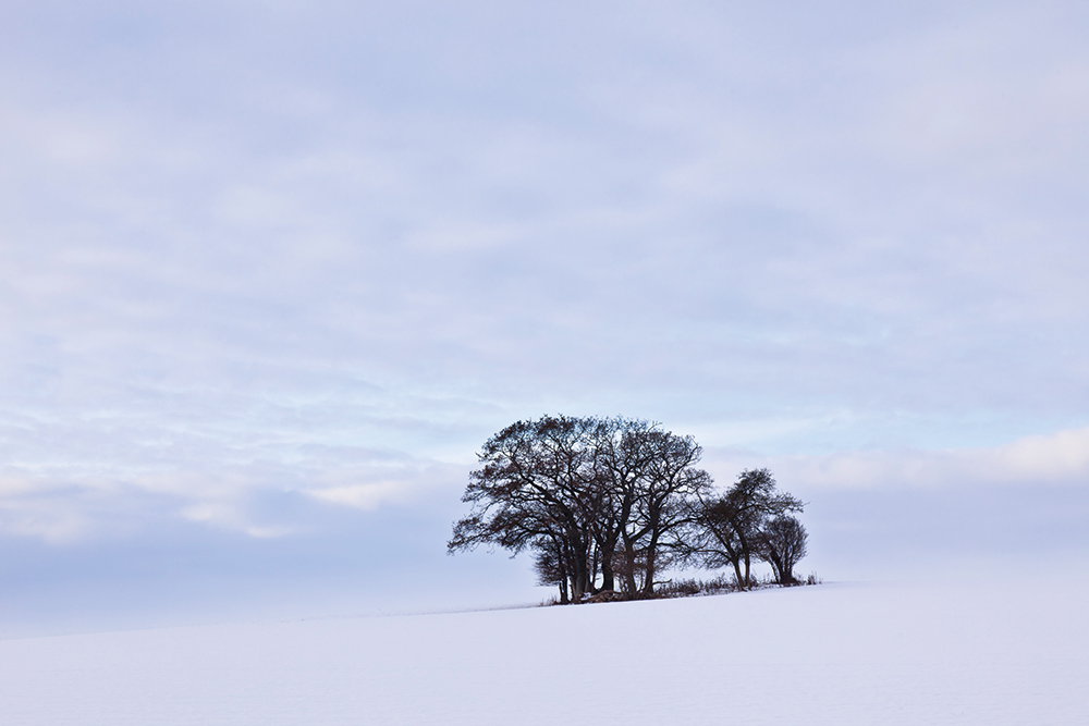 Mark-Bauer-Winter-Trees