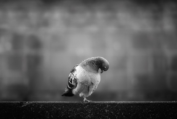 Russ-Barnes-grubby-pigeon