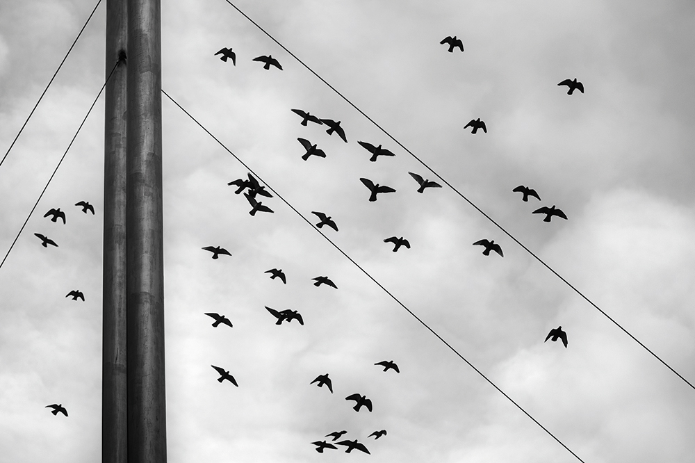 Russ-Barnes-pigeons-at-angles