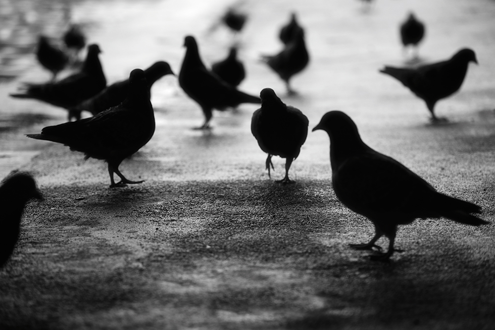 Russ-Barnes-pigeons-in-shadows