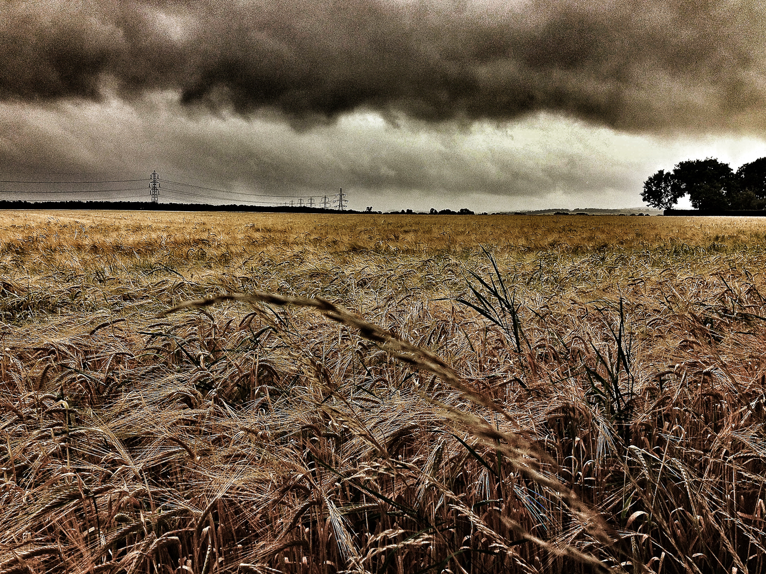 Wheatfields © Martyn James Bull 2016. All rights reserved.