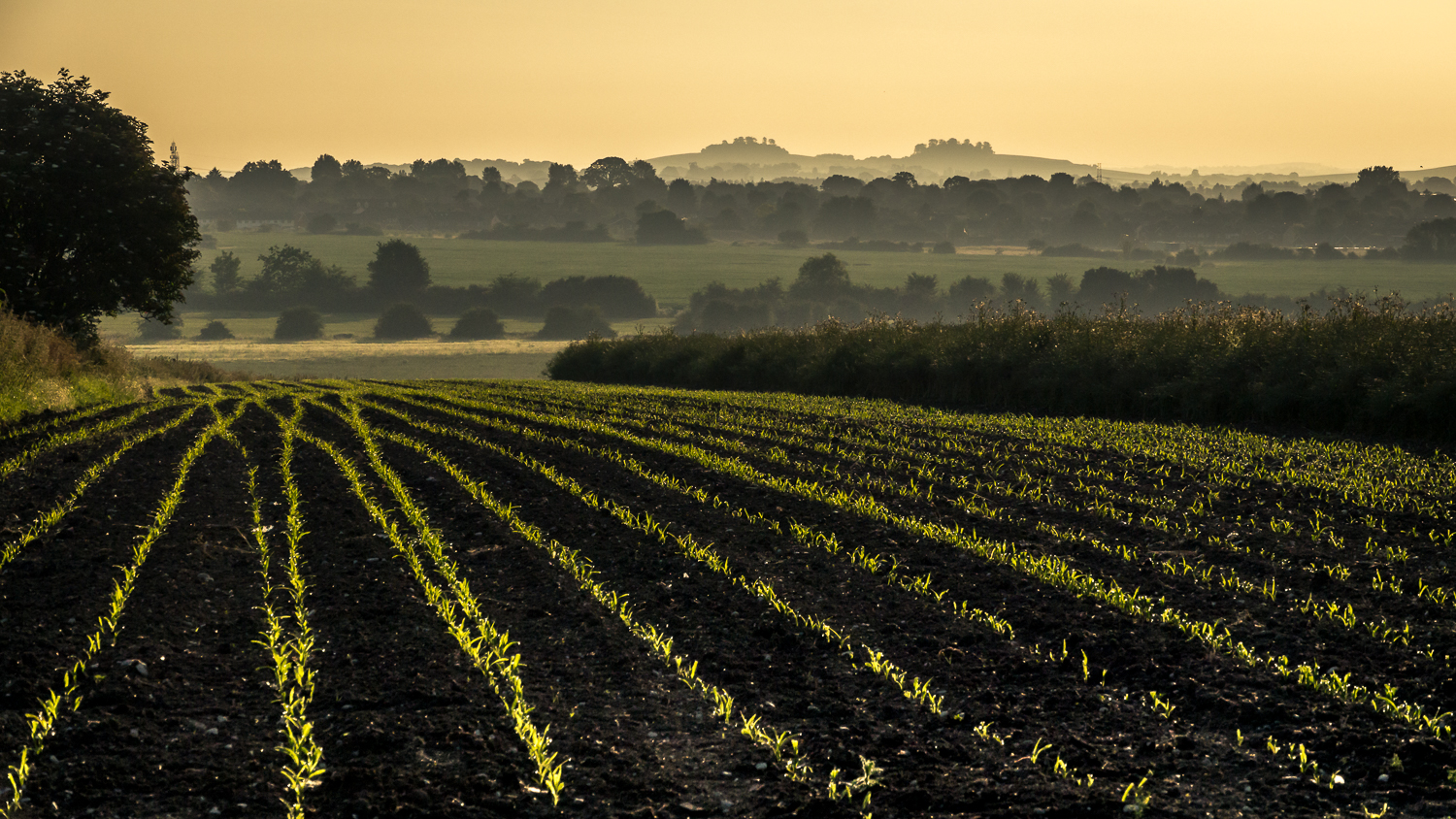 Wittenham Clumps from Harwell © Martyn James Bull 2016. All rights reserved.