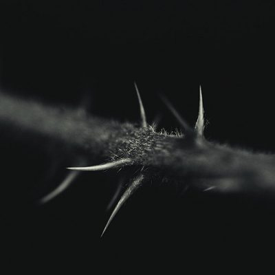 little wonder - macro