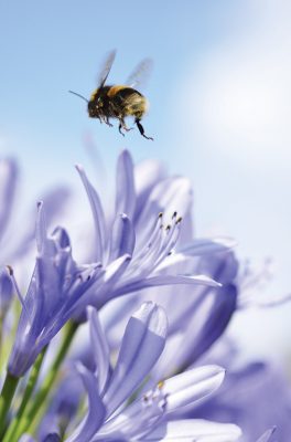 This photograph by Amy Whitewick is a lovely example of an image that makes use of subject, environment, lighting and action, to provide a stunning macro shot