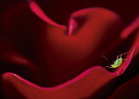 little wonder - macro