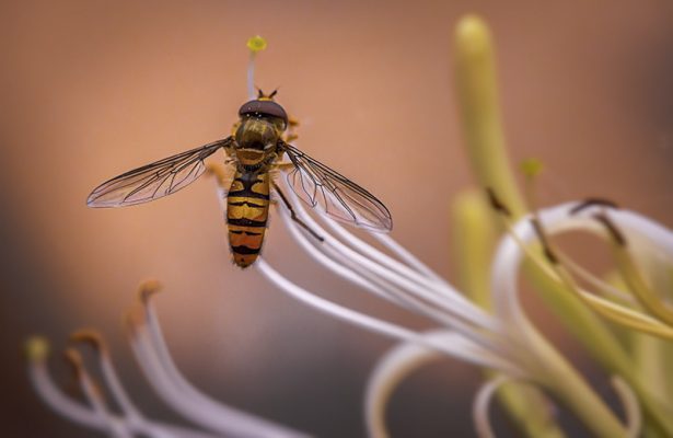 little wonder - macro