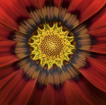 little wonder- macro