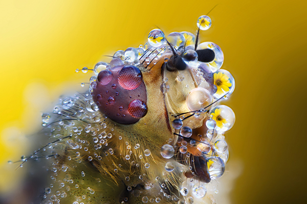 Close focusing