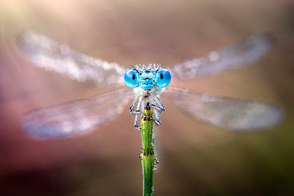 Damselflies