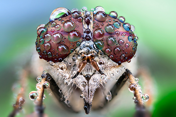 Getting Close Up With Nature Photography - 