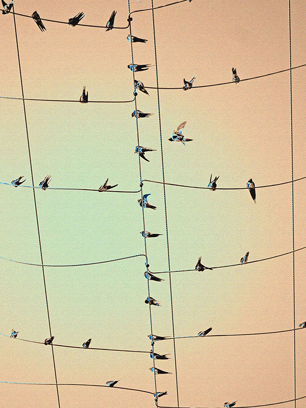 Bird on a Wire - the winning image, by Michael Duke