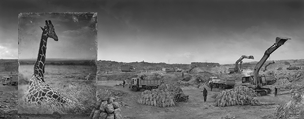 Quarry with Giraffe