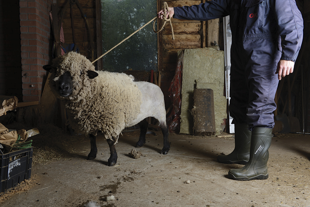 key-images-sheep