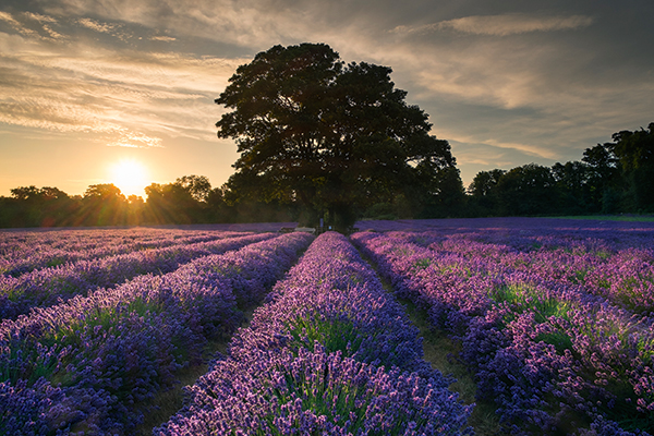 In the golden hour – the hour after sunrise or directly before sunset – the sun is at its lowest, bathing the landscape in soft yet directional light while highlighting cloud detail