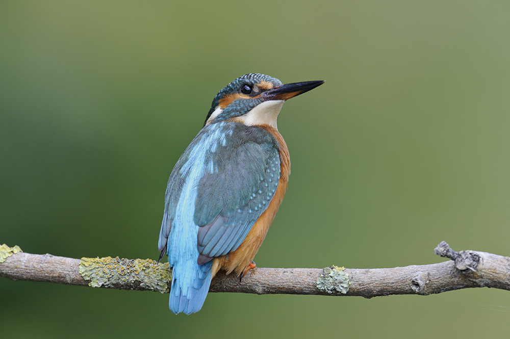 Andrew Mason kingfisher on branch