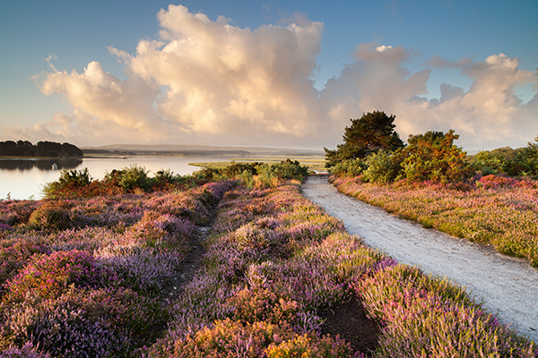 Arne has a diverse landscape that’s a real gem