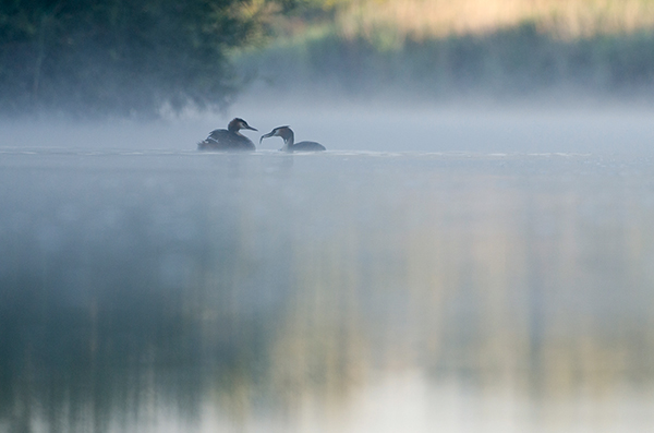 A great crested grebe (Podiceps cristatus) feeds its recently hatched chicks that are sitting on its partner’s back on a misty river at sunrise