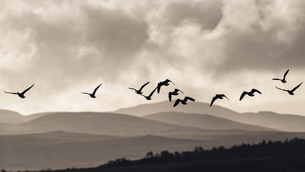 Islay attracts a huge number of wildlife to its dynamic coastline