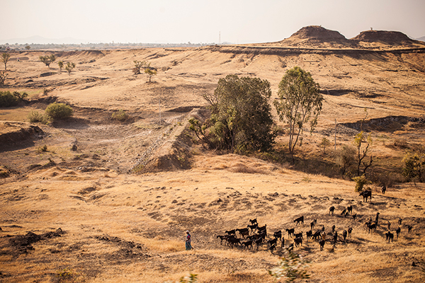 A woman herds goats through the desert landscape in India