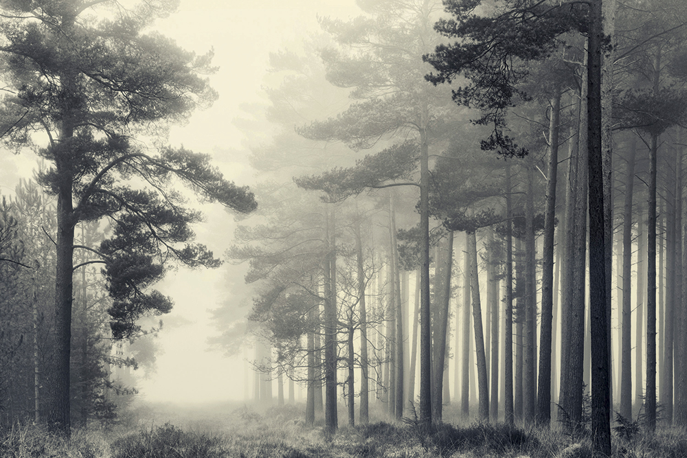 Landscape Photographer of the Year The New Forest David Baker