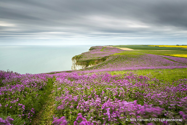 Sea of Pink, Buckton Cliffs, East Yorkshire, Englan
