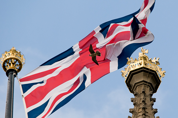 A juvenile peregrine falcon (Falco peregrinus) flying in front of a Union Jack on top of the Houses of Parliament in Central London