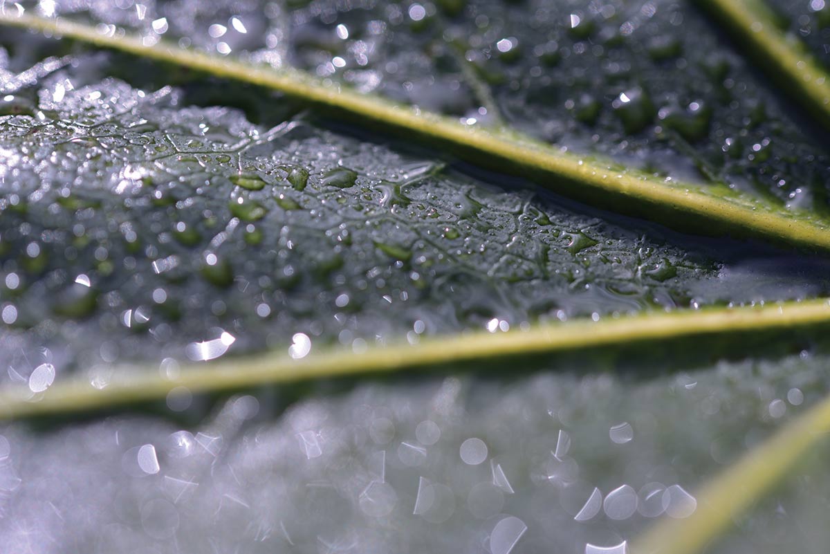 Switching to Manual Focus allows you to be extremely precise - perfect for close-up subjects where depth of field is limited