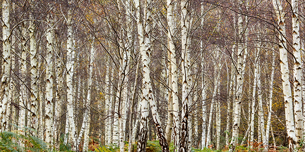 Arne is a lot quieter than other parts of Purbeck and is dotted with deciduous woodlands