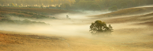 The valley at Holmsley can be a real trap for mist in the mornings