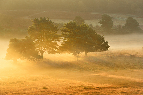 The sunrise is in line with the path for most of the year at Charlecote Park