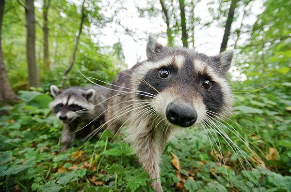 Raccoons (Procyon lotor) in Stanley Park, Vancouver, British Columbia, Canada