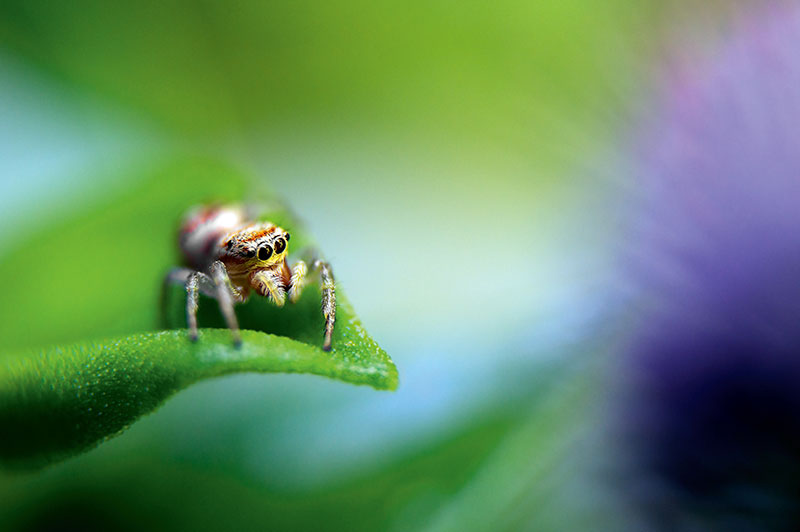 Little wonder - Macro