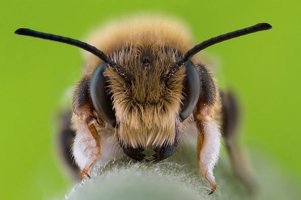 Little Wonder - Macro