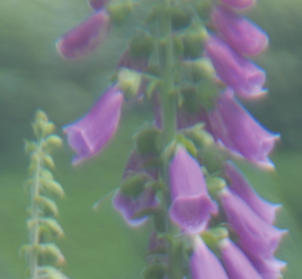 Simple lenses are not corrected for different colours, so colour fringing can happen. These shots work better in monochrome