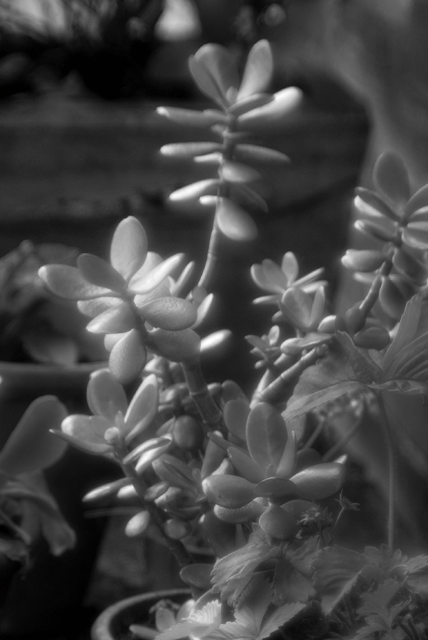 Image from a simple magnifying glass, attached to the camera by a cardboard tube