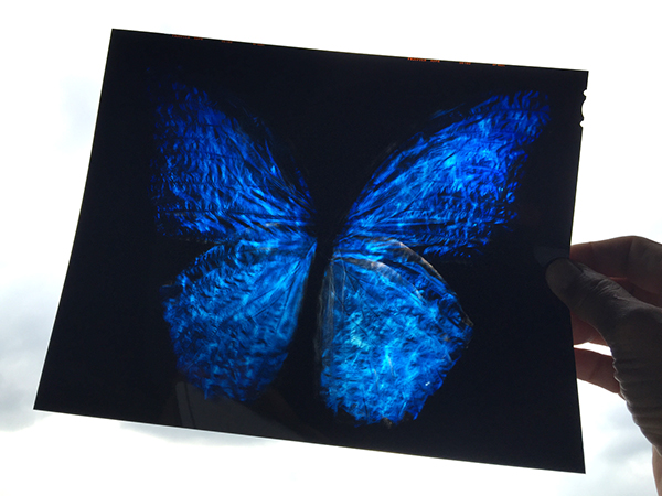 Alexander holds an 8x10in film plate