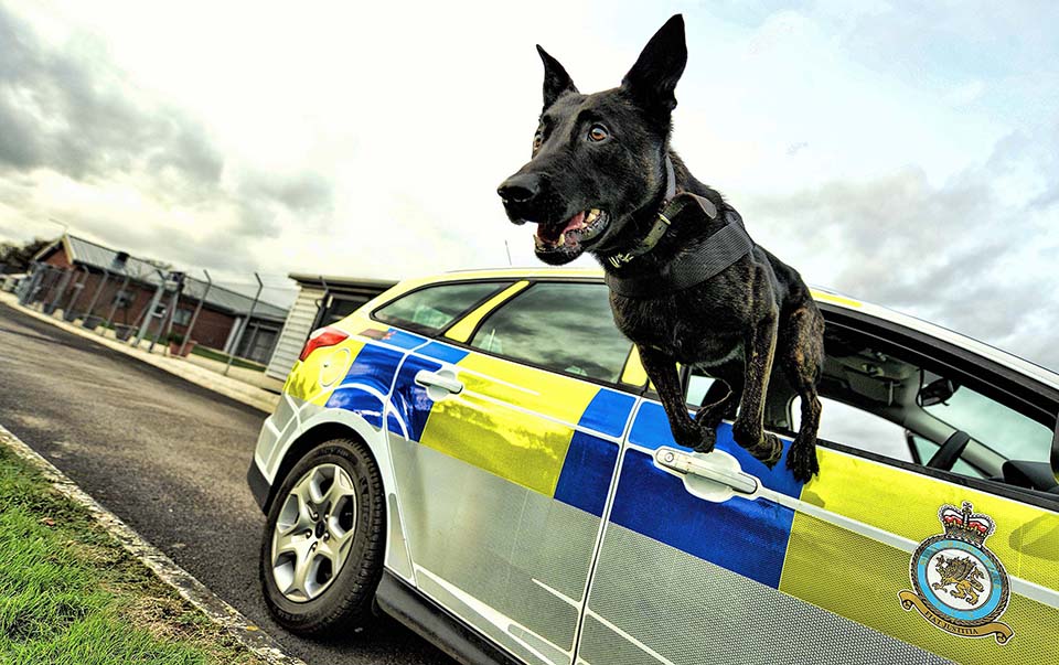 Ever wondered what it takes to become a Royal Air Force Police Dog Handler? We invited Corporal Richie Butler who has been a Royal Air Force Police dog handler for 9 years, and is currently employed at RAF Northolt in the General Police Duties section to tell us more. He has been working with his current dog, Air Dog (AD) Eron, for 3 years. They conducted a 6 month tour of the Falkland Islands together, where they worked alongside the General Police Section and Royal Falkland Island Police, and were employed to carry out public order patrols, scent tracking and open area property search. To become a Police Dog Handler within the RAF, you firstly have to attend a Basic Police Course at the Defence Police School, Portsmouth, followed by a 3 week Patrol Dog Handlers Course. This involves basic dog handling techniques, safety procedures, canine first aid and rules of engagement training. Following a minimum of 3 years on Patrol Dog duties, a handler may apply to specialise by completing a further 9 week Service Police Dog Handler course. All dog courses are conducted at the Defence Animal Centre, Melton Mowbray. The training for all specialisations of Military Working Dog can take months at a time, with continuous training being conducted on a daily basis for the duration of their working career. Hundreds of dogs are trained each year and are sourced from all over the world. AD Eron was procured from Holland and is a 5 year old German Shepherd. Corporal Butler finds his job incredibly rewarding and said: “Every day is different, you are never bored. Dog handling is based on trust, it’s like working with a friend, and you have to be able to trust your partner to do their half of the job. The dog becomes a part of your life and family very quickly.” Image of Air Dog Baco exiting an RAF Northolt Police Car via the window. Images by Cpl Lee Matthews