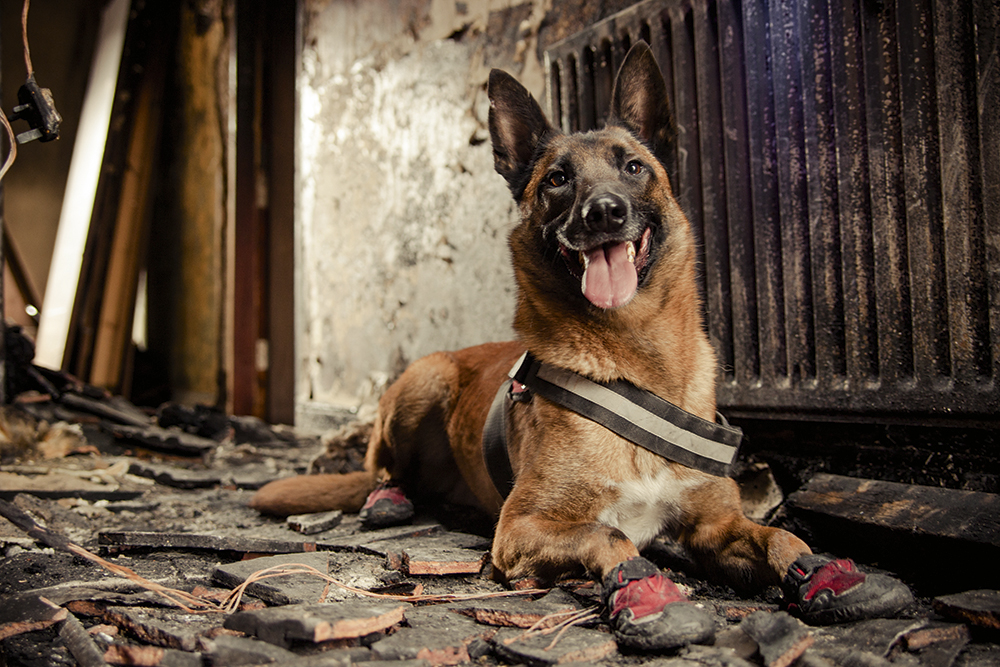 Dog Photographer of the Year 2015 Dogs At Work 2nd Place Robert James Dray The Kennel Club