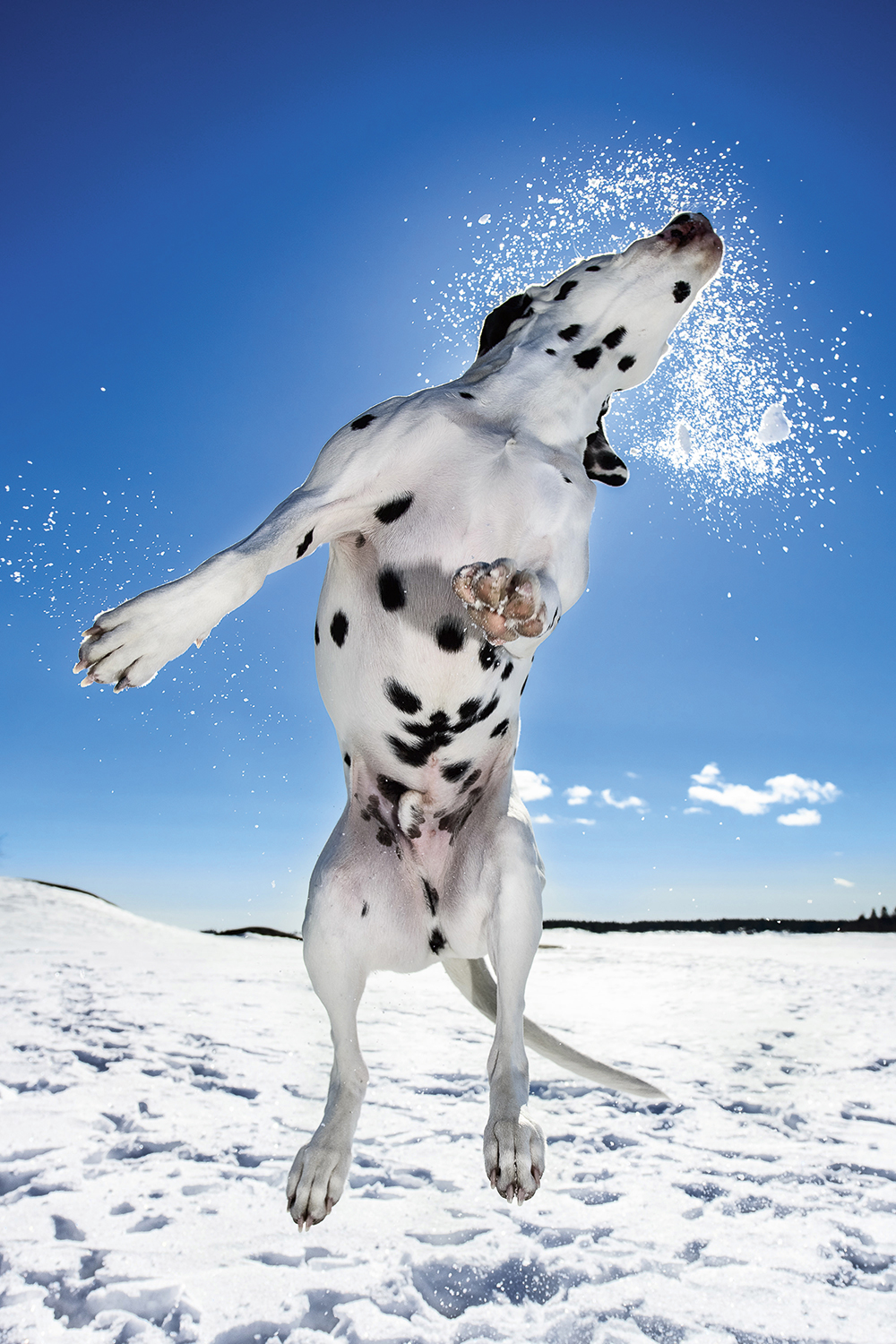 Dog Photographer of the Year 2015 Dogs at Play 3rd Place Daniel Nygaard The Kennel Club
