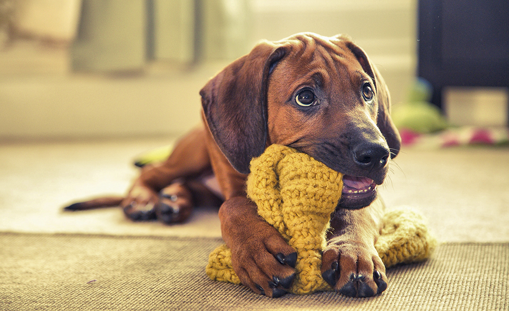 Dog Photographer of the Year 2015 PUP 3rd Place Monika Madi The Kennel Club