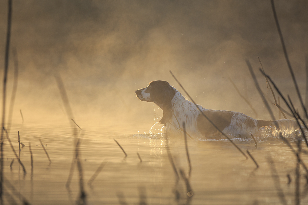 Dog Photographer of the Year 2015 overall winner Anastasia Vetkovskaya The Kennel Club