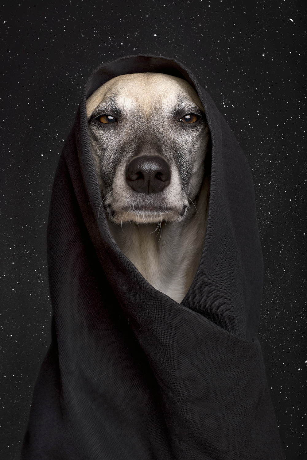 Elke Vogelsang dog photography props