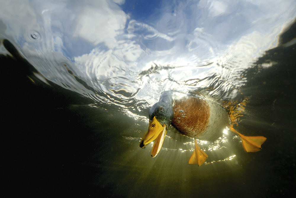 Graham Eaton split-level photography mallard