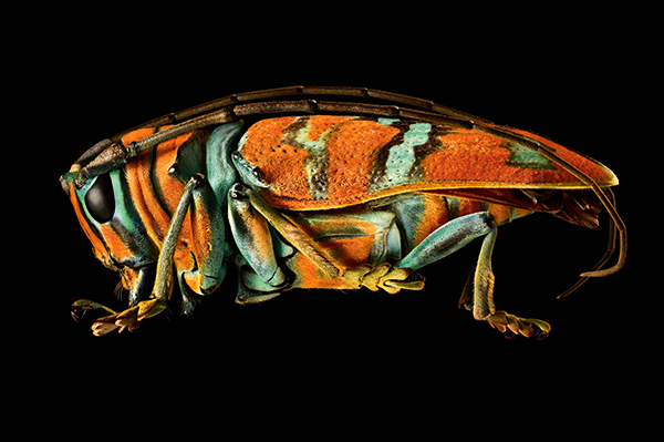 Jewel longhorn beetle (Coleoptera, Cerambycidae)