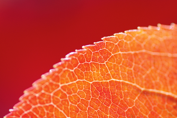 You can turn the background into a wash of colour by throwing it out of focus