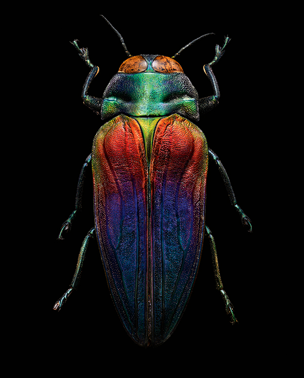 Tricoloured jewel beetle (Coleoptera, Buprestidae)