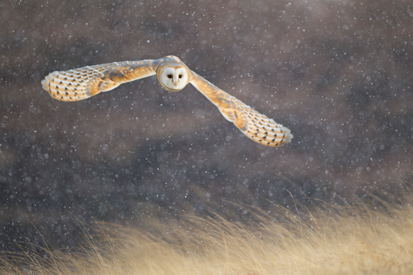 This is a brilliant example of how continuous AF can deliver great results with moving wildlife – the clean background helps too