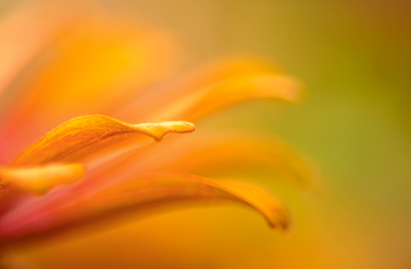 When the camera-to-subject distance is short, the zone of acceptable focus is minimal
