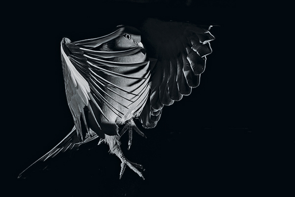 Out of Darkness Canon EOS 5D Mark III, 400mm, 1/200sec at f/18, ISO 200, flash