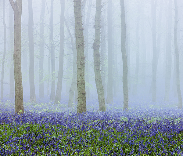 ‘Forest scene’ taken with a Canon EOS-1Ds Mark III 70-200mm, 0.4sec at f/10, ISO 100